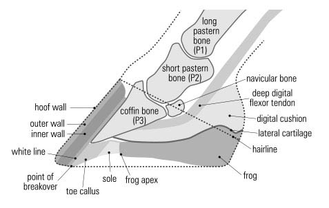 Shoeing A Horse With A Cracked Hoof